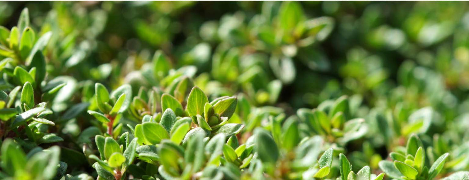 All Products - Abbey & Sullivan