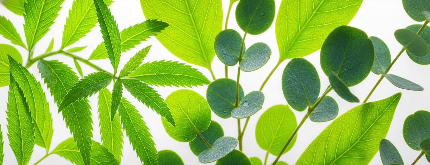 Herbal - Abbey & Sullivan