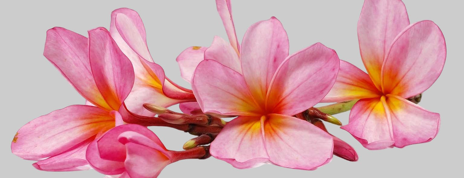 On Sale - Abbey & Sullivan