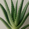 Linen and Room Spray, Aloe Fresh
