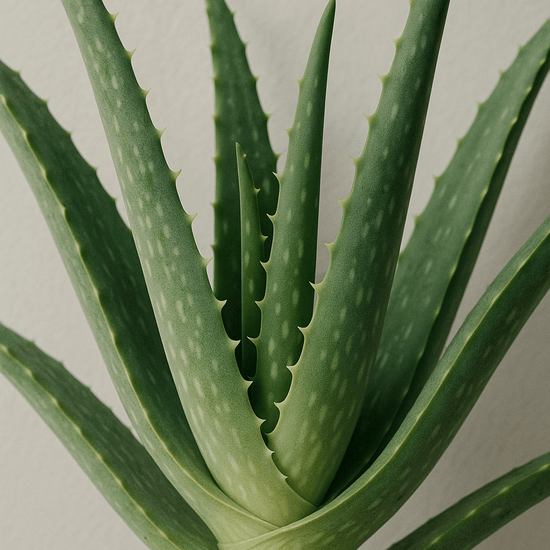 Abbey & Sullivan Linen and Room Sprays, Aloe Fresh LS-1054-16