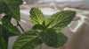 Linen and Room Sprays, Wild Mint Ivy
